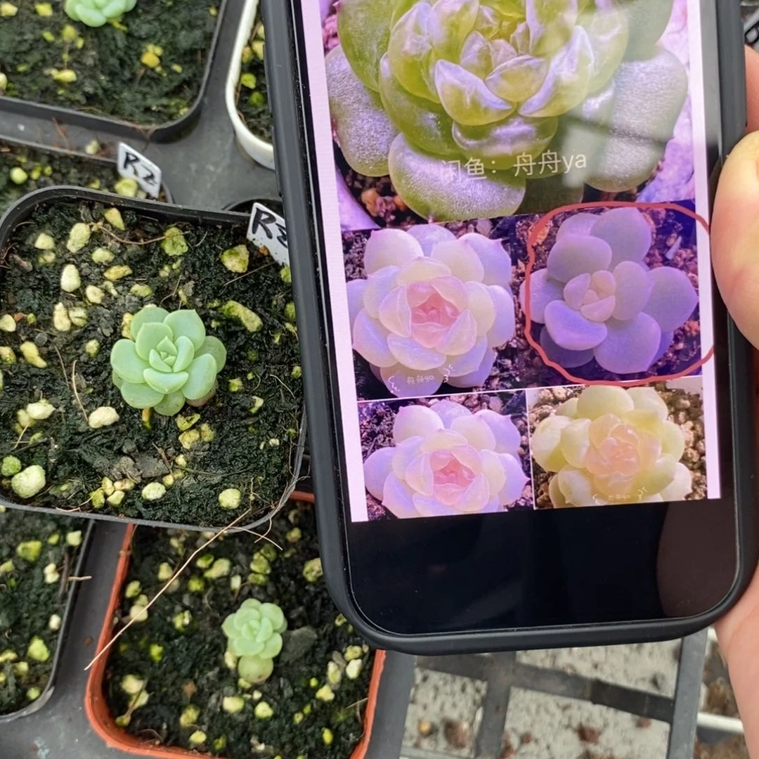 上盆容止小小苗一个多肉