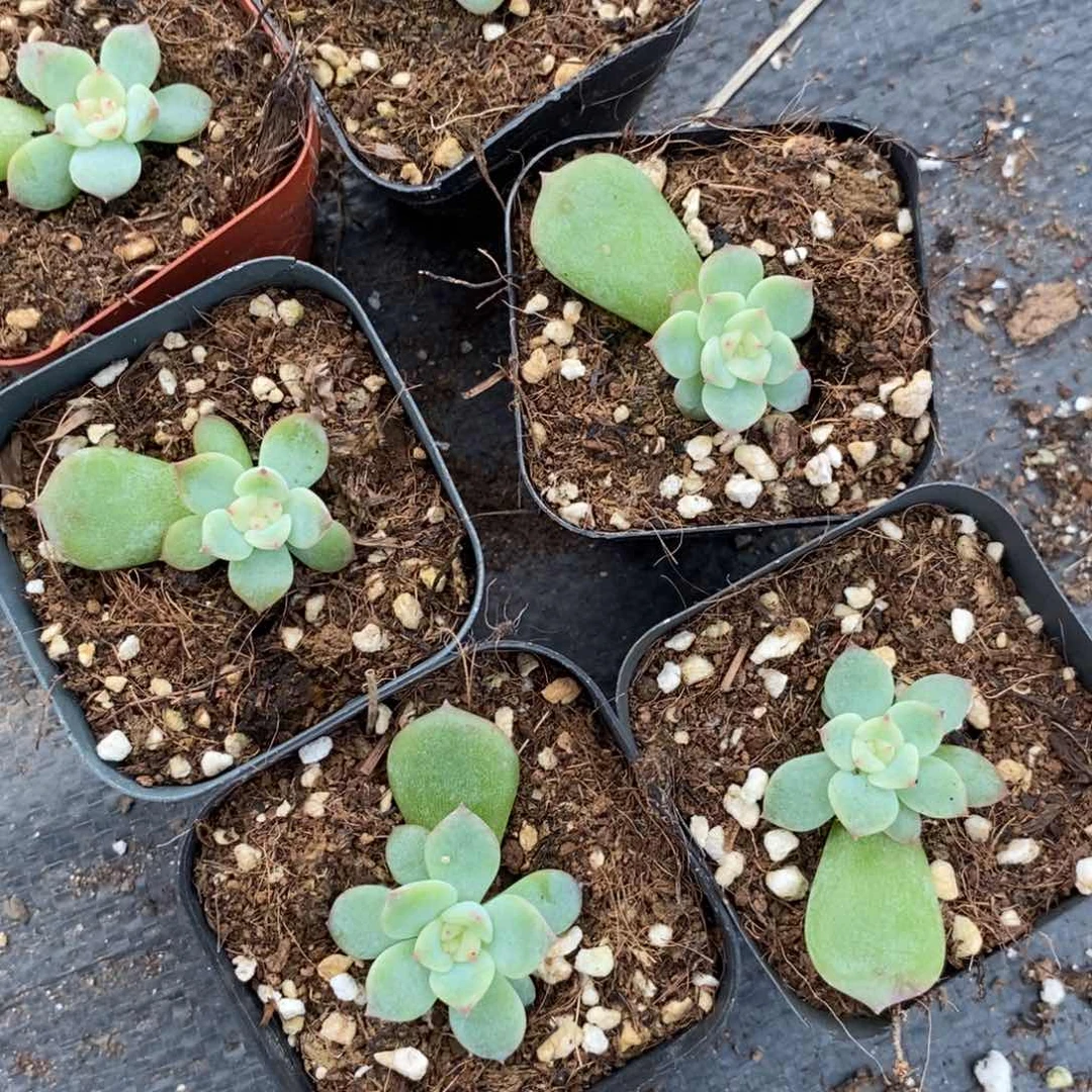 【闪购商品】上盆单个体定繁玉笛一个多肉