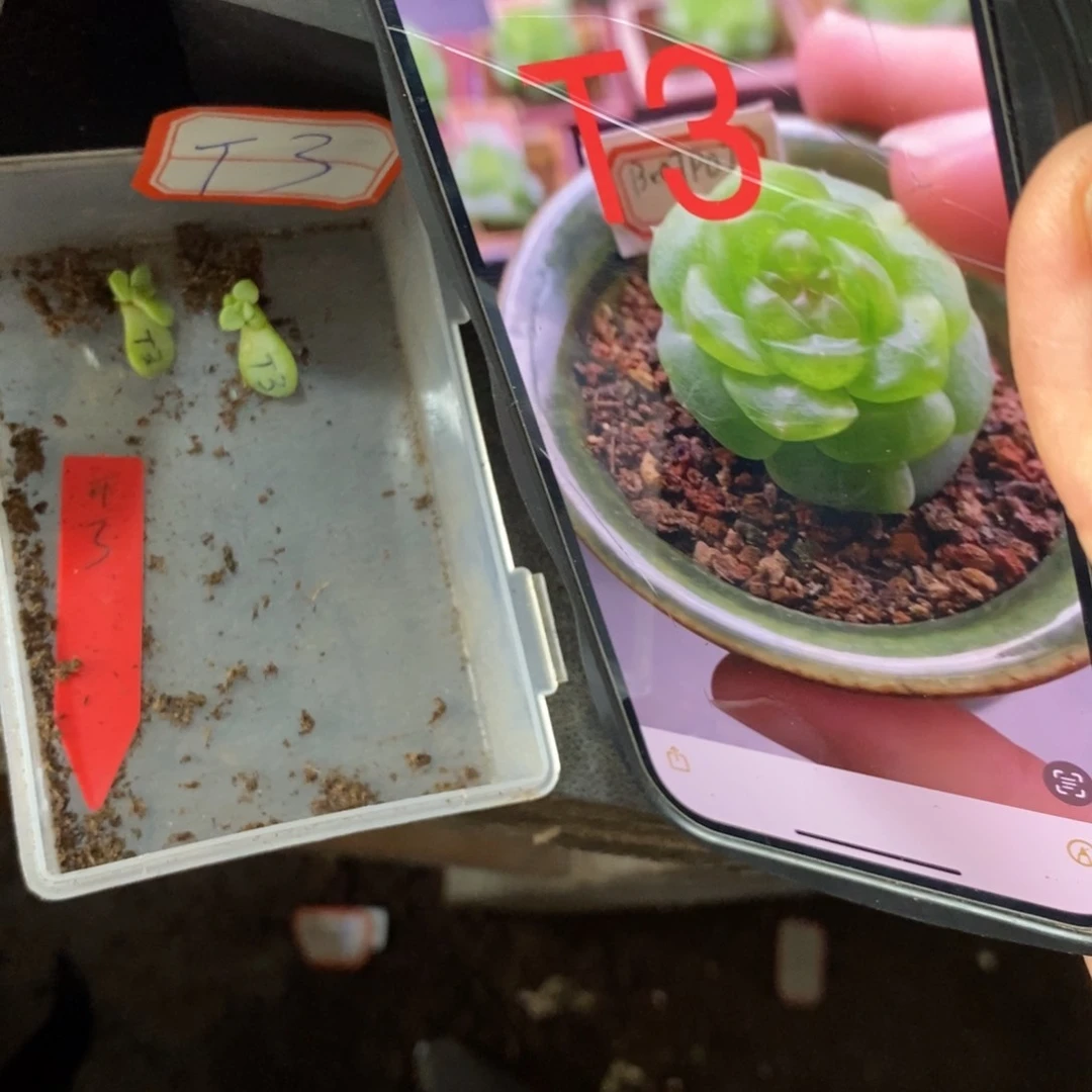 【闪购商品】甜心t3叶片带芽一个