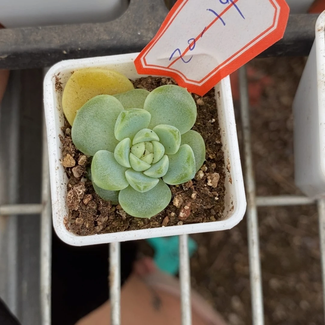 【闪购商品】20-19倾城珍妮一个