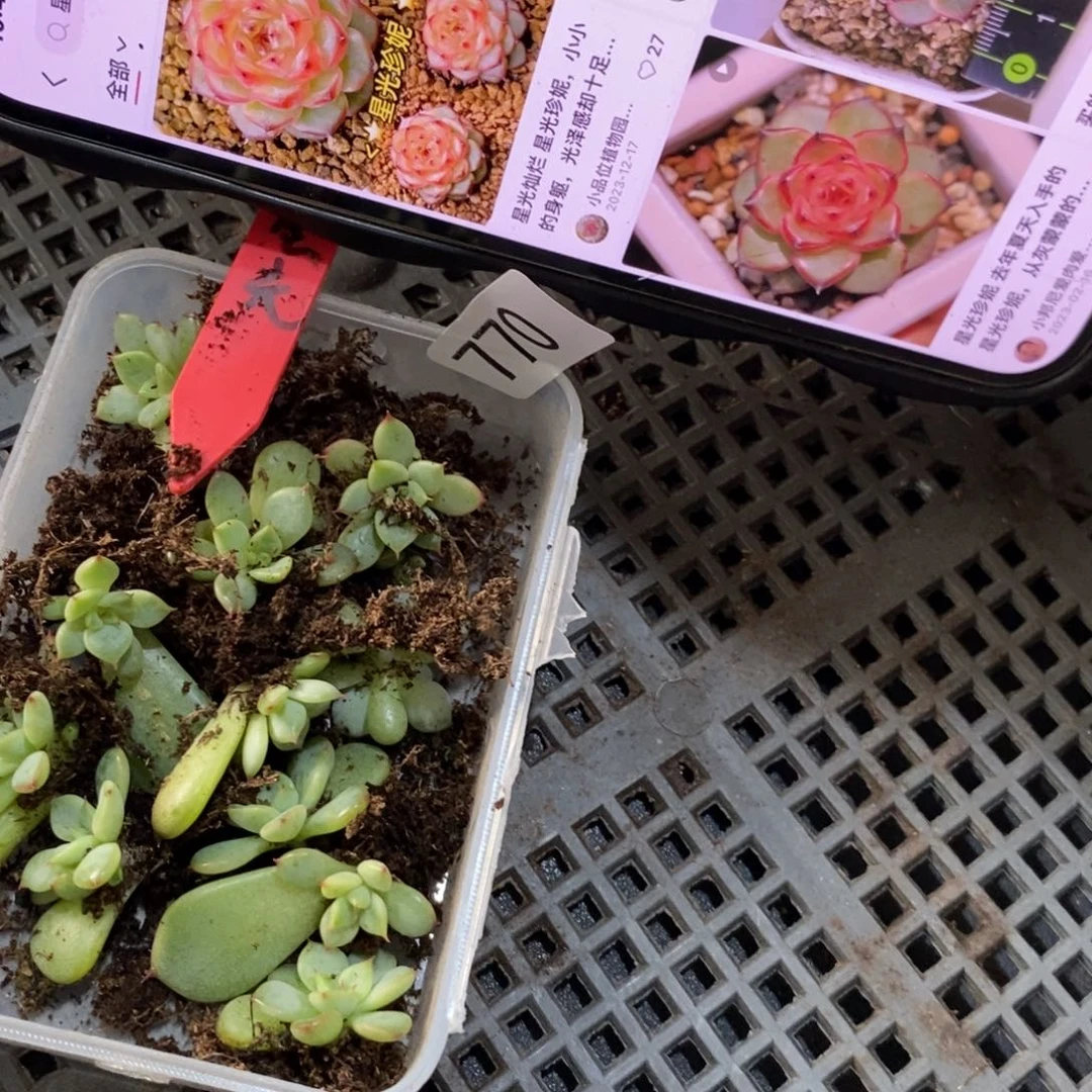 【闪购商品】星光珍妮叶片带芽一个