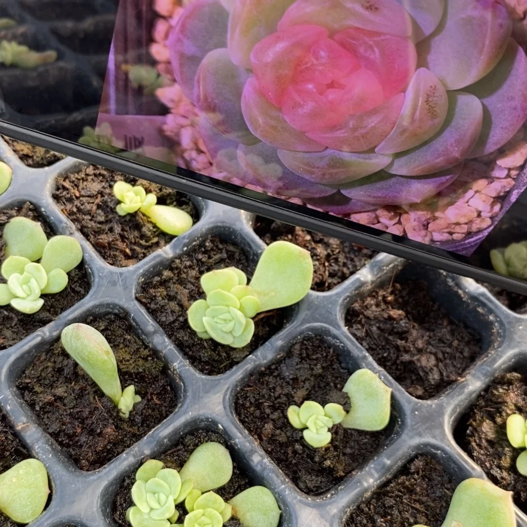 【闪购商品】良辰叶片带芽一个多肉