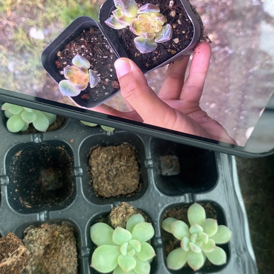 【闪购商品】鸡圈边老琥珀穴盘2个