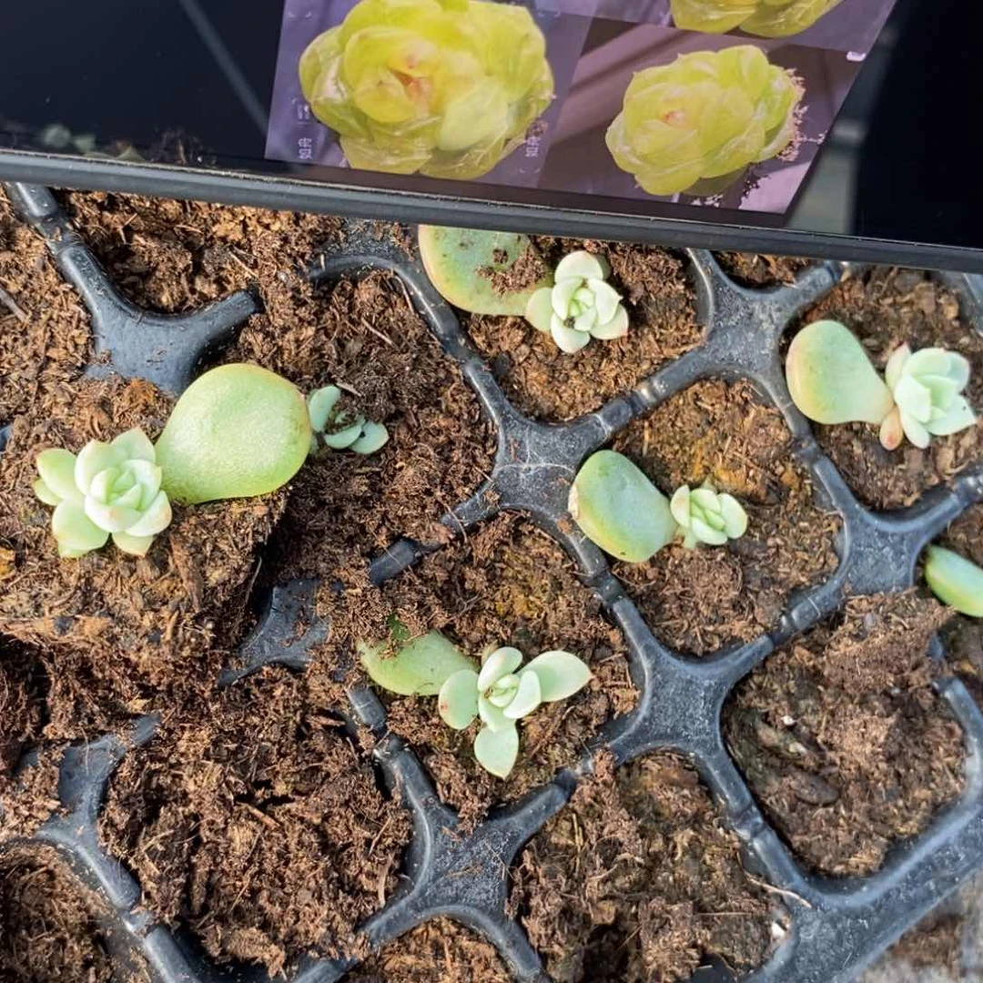 黄甜心t10叶片带芽一个多肉