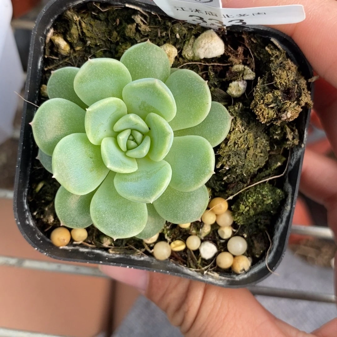 标签333冰魄b一个多肉