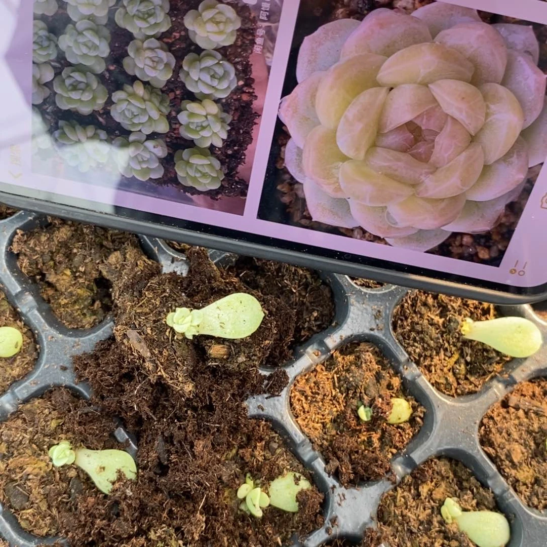 蜡像叶片带芽一个多肉植物