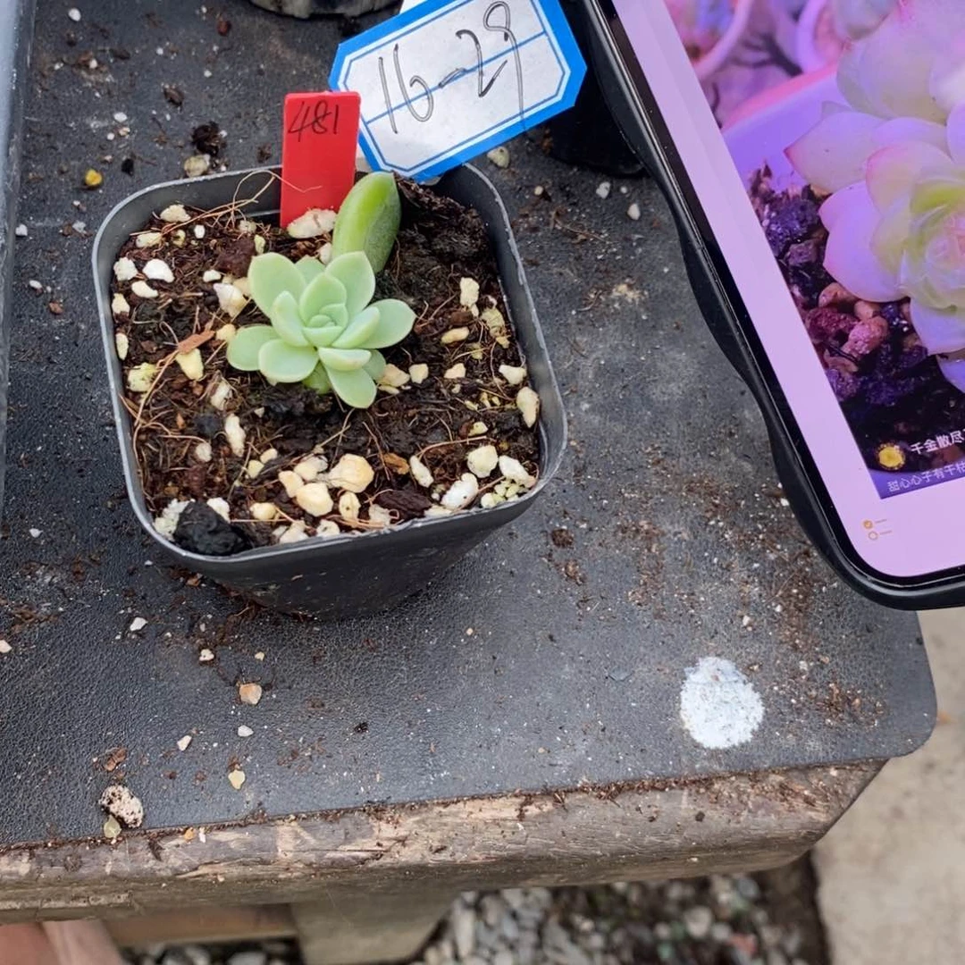 【闪购商品】16-29甜心481一个多肉