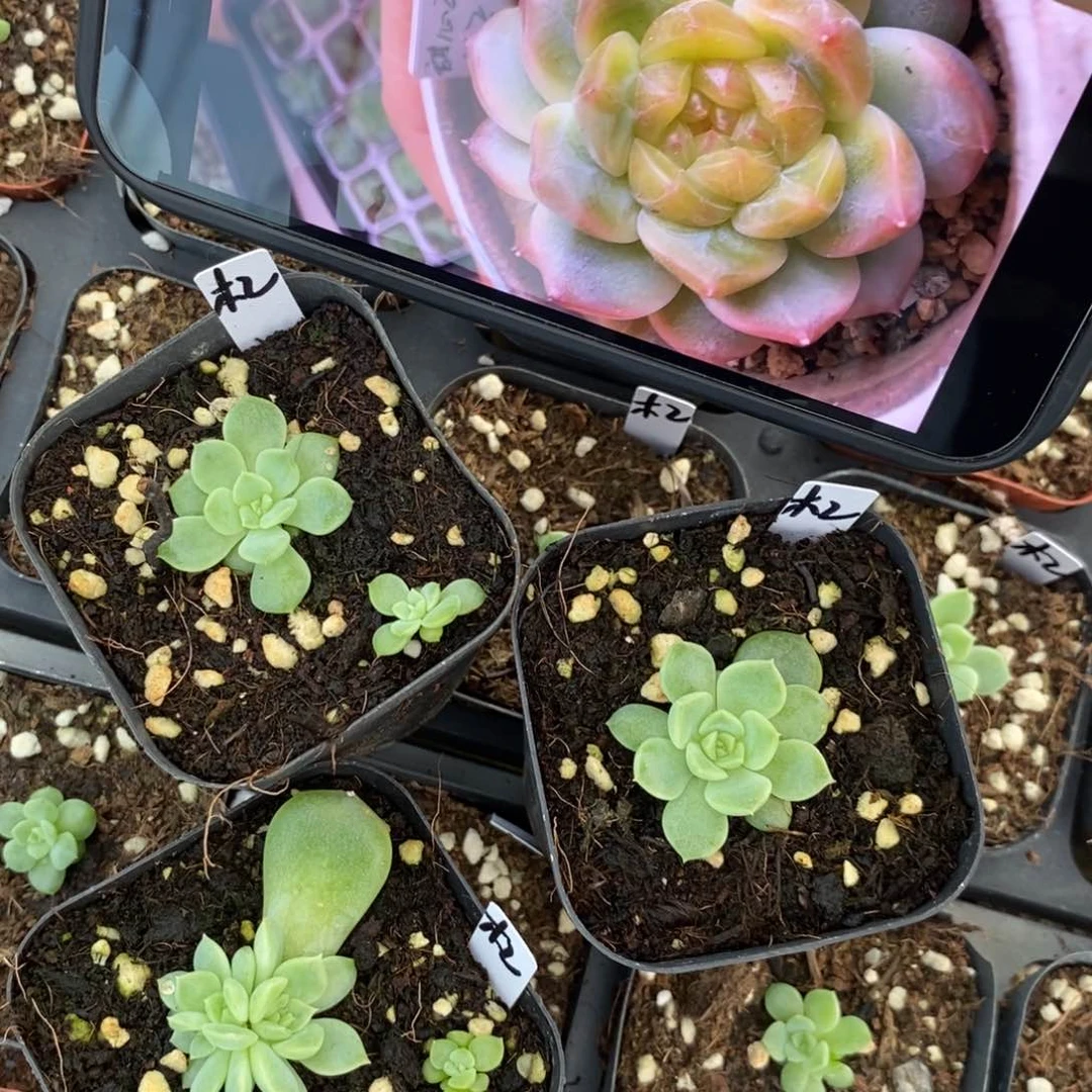 【闪购商品】上盆甜心木2一个多肉植物量拍