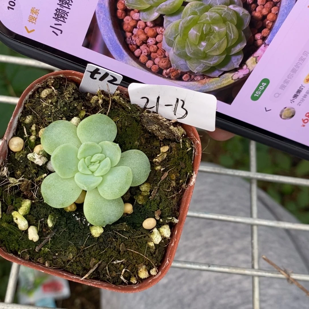 【闪购商品】21-13甜心t12小懒懒一个