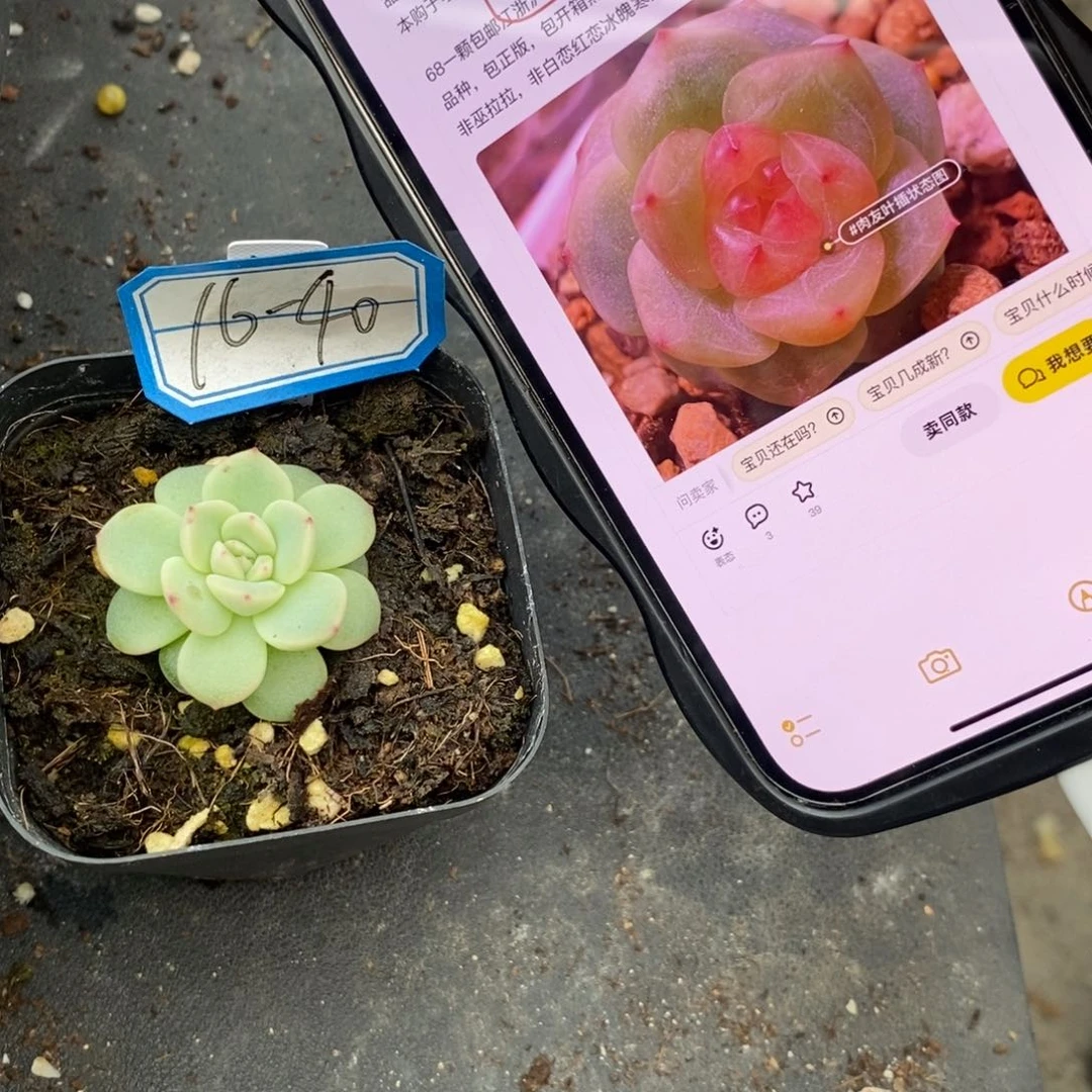 【闪购商品】16-40甜心t2一个多肉