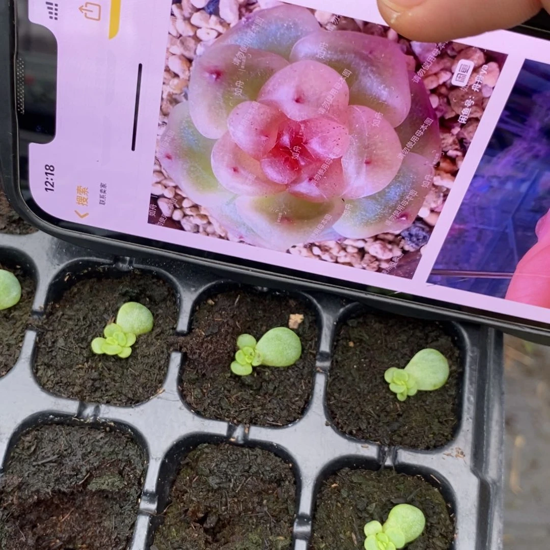 【闪购商品】秃子叶片带大芽一个