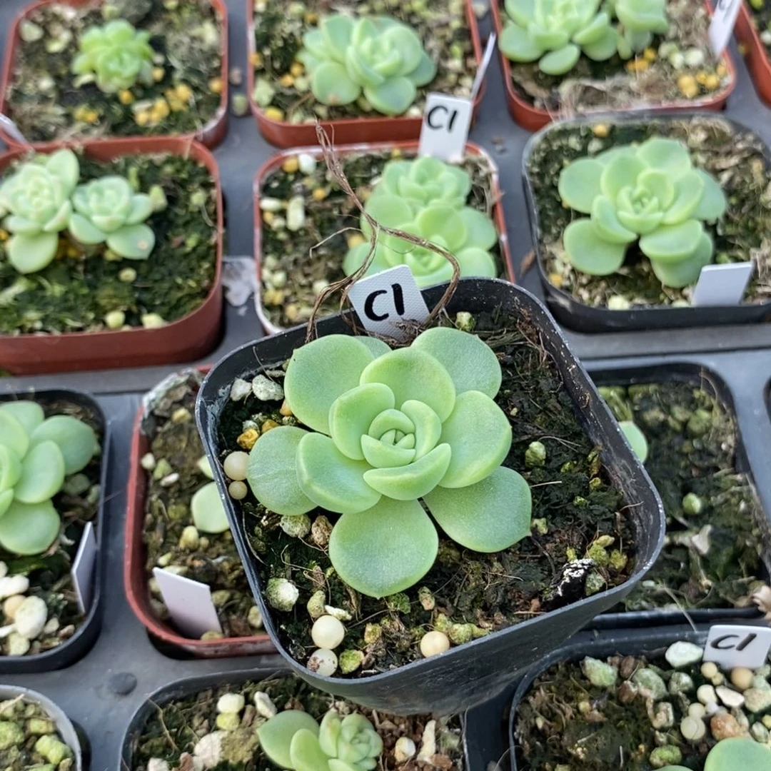 千金财富1上盆大单头一个