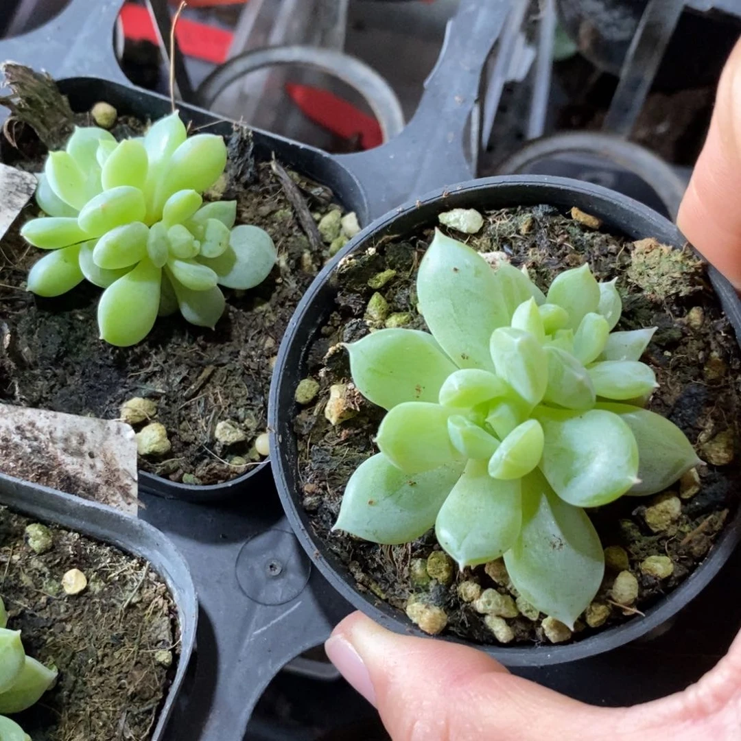 【闪购商品】双头上盆雪花珍妮一个