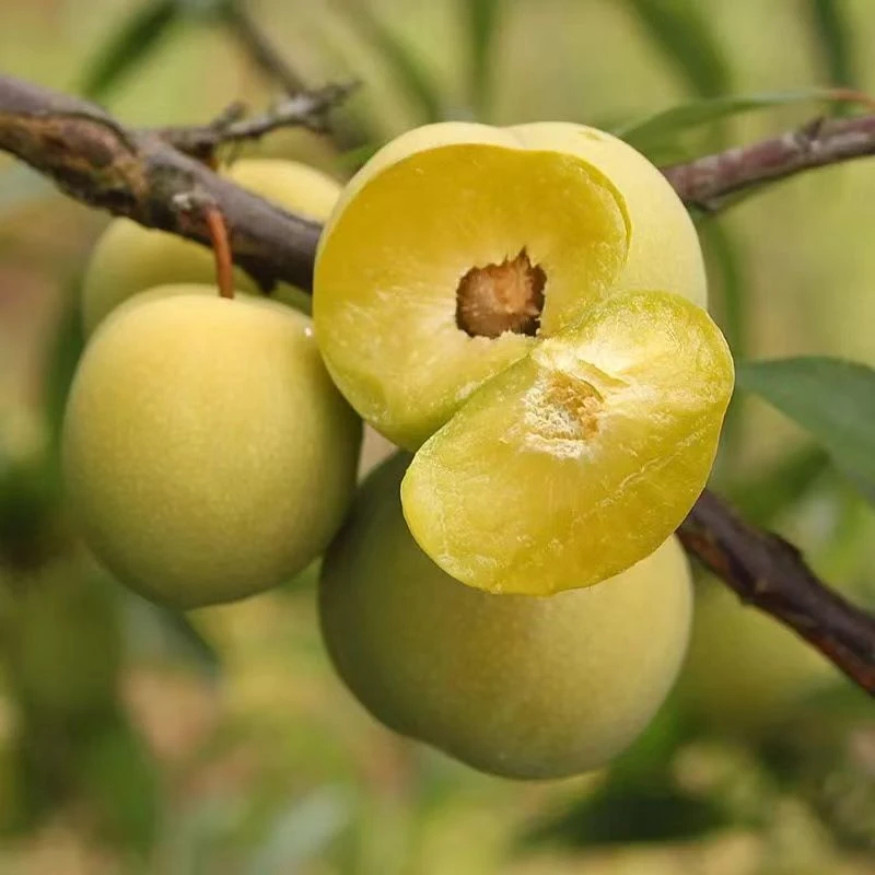 顺丰空运新鲜应季早熟青脆李四川达州脱骨李高端李子单独包装