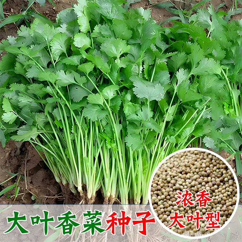 【大叶香菜种子】四季大叶香菜花盆菜园可种速生免破壳香菜种子