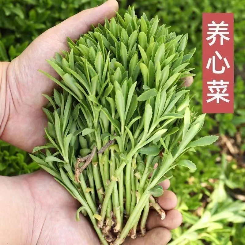 高钙养心菜种子 阳台四季盆栽小院菜园地播种植农家蔬菜种子