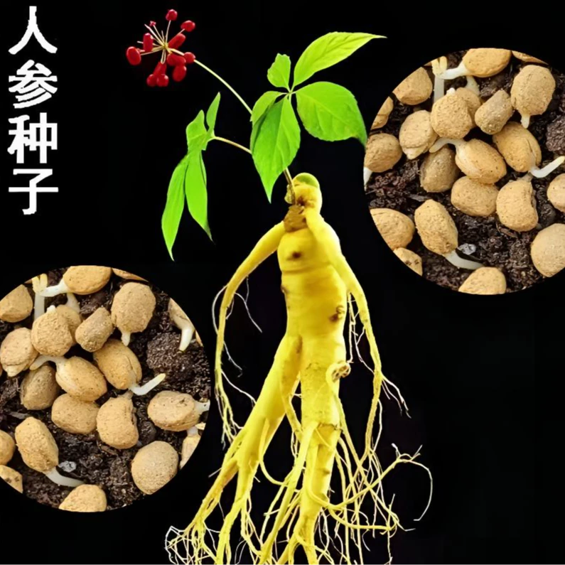 人参种子春秋长白山花旗参白参种四季阳台花卉植物