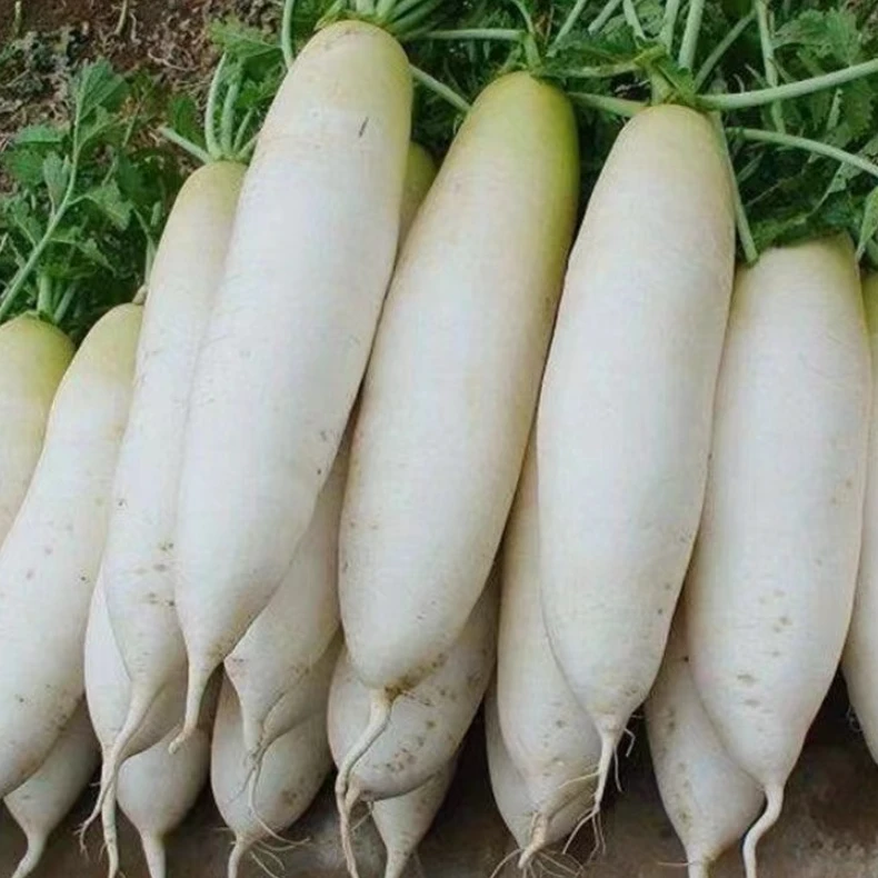 【耐热白玉萝卜】种子菜种水果四季萝卜蔬菜种籽子籽种大全