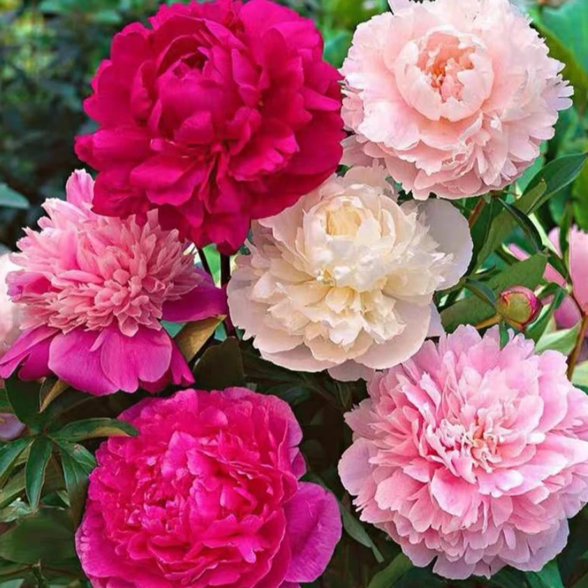 混色芍药花种子浓香耐寒易活带芽多年生四季开花阳台庭院观花盆栽