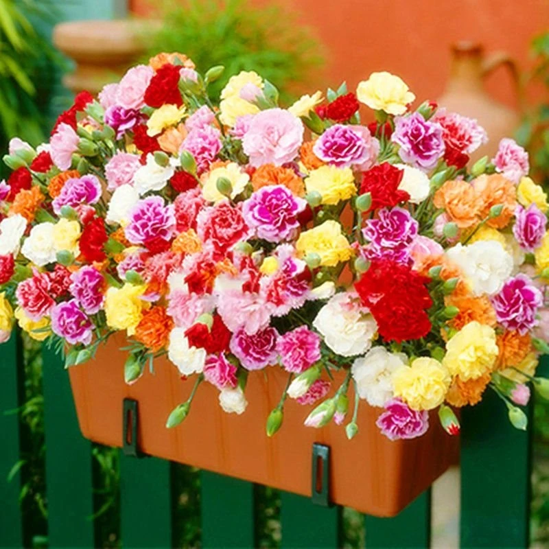 混色重瓣康乃馨种子耐寒易活四季开花盆栽花卉绿植