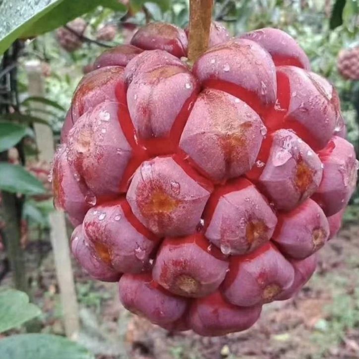 黑老虎种子布福娜四季播种阳台盆栽小院种植简单高产水果