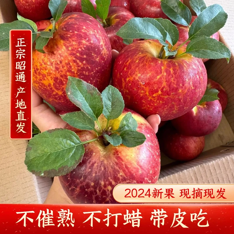 2024年正宗云南昭通冰糖心丑苹果3/5斤当季新鲜采摘又脆又甜