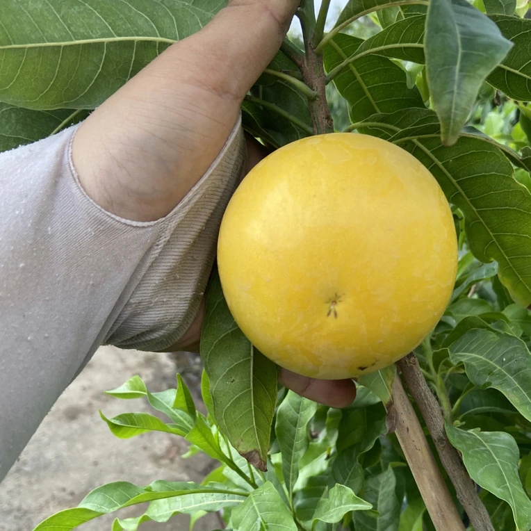3号8号黄宝石黄晶果适合盆栽地栽庭院适合南方地区种植