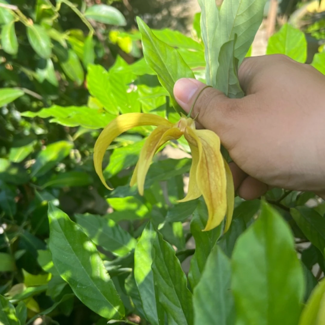 鹰爪花本地4年了适合盆栽地适合南方地区种植