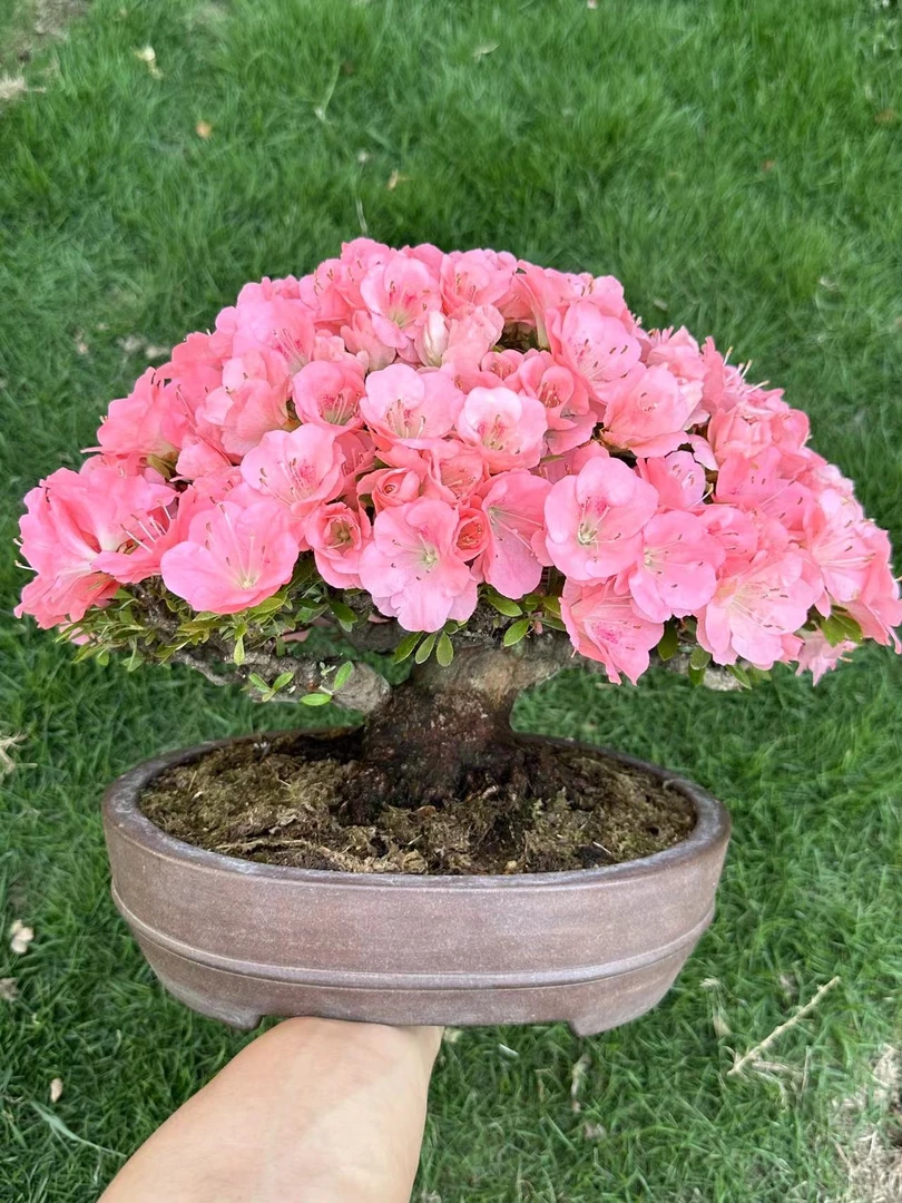 【翰林苑盆景】直播补价专用，以直播实物为准，请勿私拍