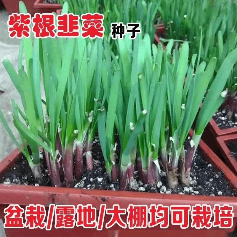 【紫根韭菜种子】紫韭菜四季种子香紫根盆栽阳台种植简单