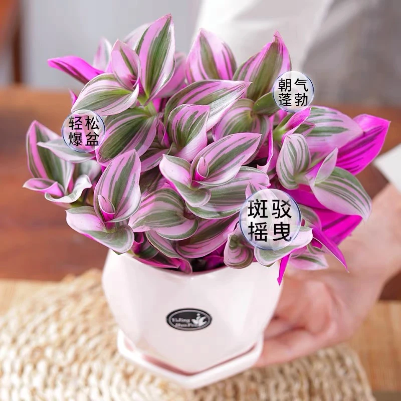 油画婚礼吊兰盆栽阳台客厅植物多肉锦花卉绿植盆栽好养易活植物