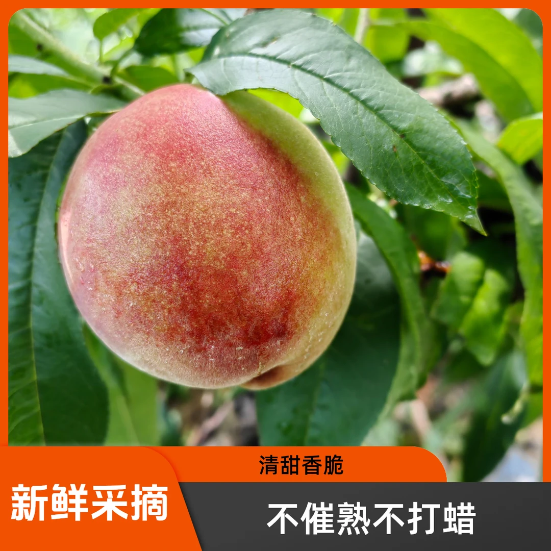 永乐艳红桃（大果）清甜香脆当日果园树上新鲜采摘优质天然营养美味