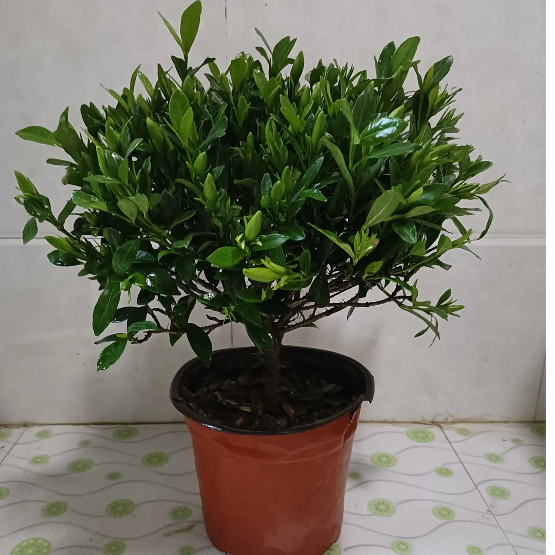 栀子花盆栽小叶独杆栀子花树苗大颗酸性浓香型带花苞花卉绿植阳台