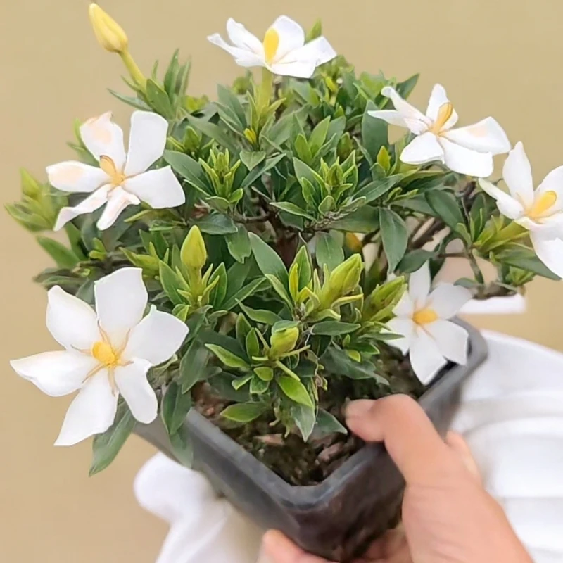 5. “黛玉的心事藏在花香里浓香栀子花，把红楼诗意打包带走”