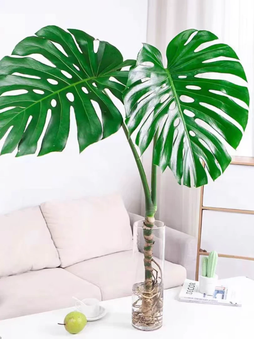 【落地龟背】1米-1.1米龟背竹老桩苗带根植物水培植物