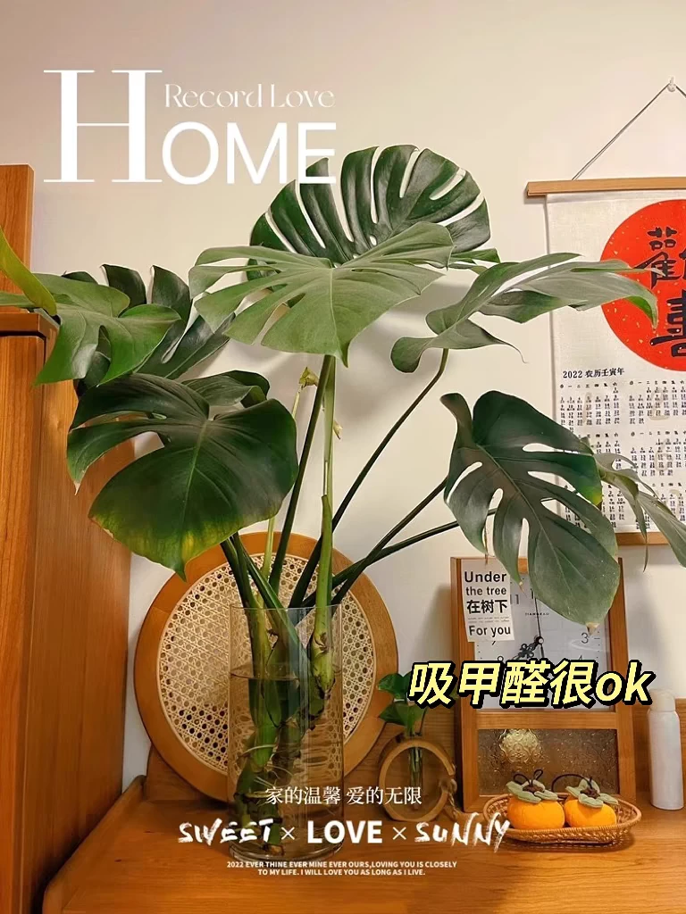 【一整颗树】龟背竹老桩苗带根分支多水培土培室内四季常青净化空气