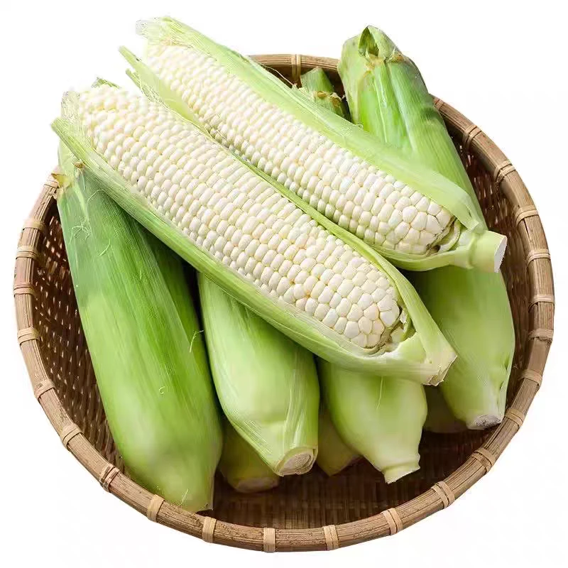 新鲜糯玉米棒子苞谷粒湖南农家自种嫩糯甜玉米带皮4斤包邮