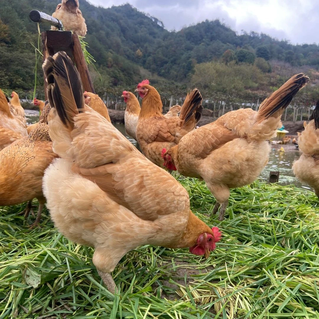 正宗农家散养土鸡2年下蛋老母鸡农家散养散放