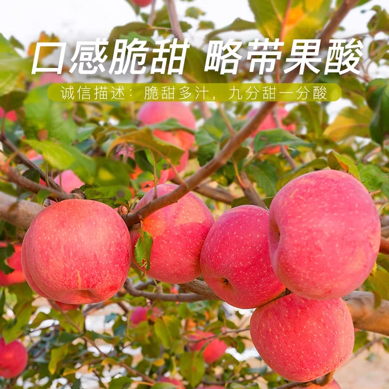 【印象米脂】黄土高原山地苹果12颗盒装