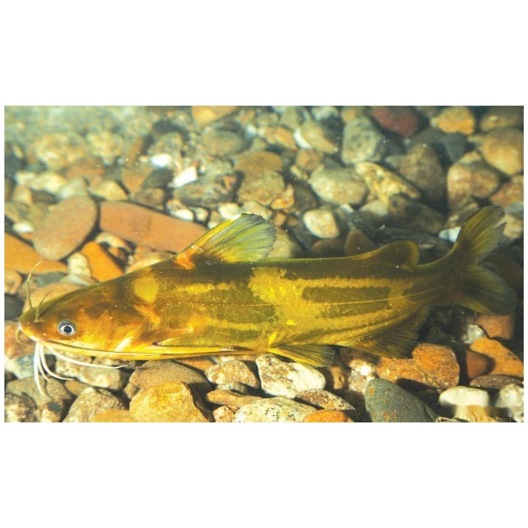 鲜活黄嘎鱼/黄骨鱼1斤 3-4条约500g/份(不杀请备注)