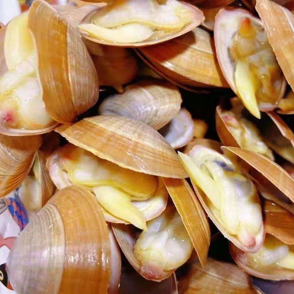 鲜活黄蚬子 鲜活黄蛤 500g/份