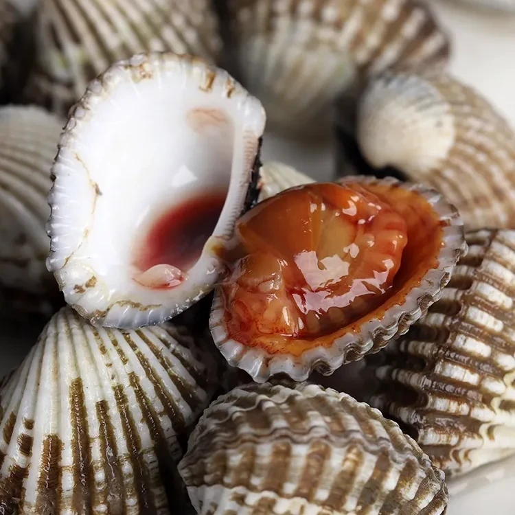 鲜活 小血蛤 500g/份