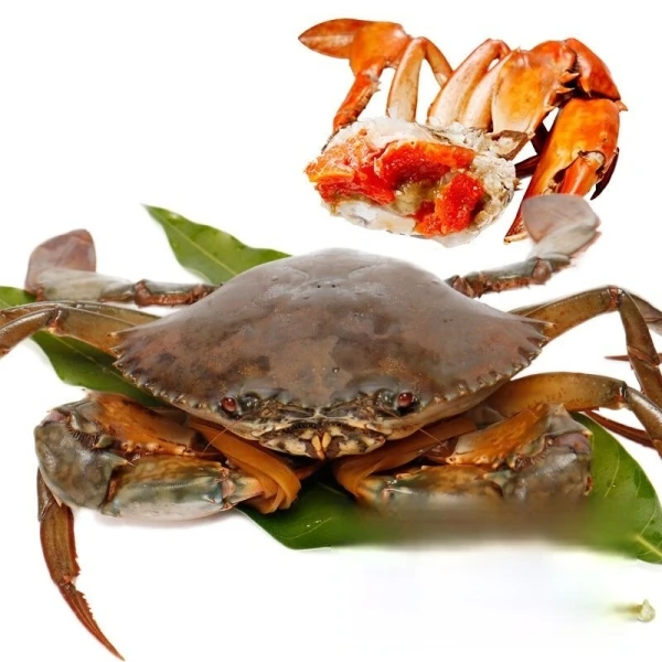 【万里挑一】鲜活黄油蟹满黄满膏(膏油蟹)约5-6两/只