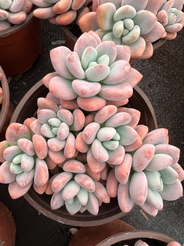 1-2洛神整桩群肉植物新手好养办公室阳台庭院盆栽