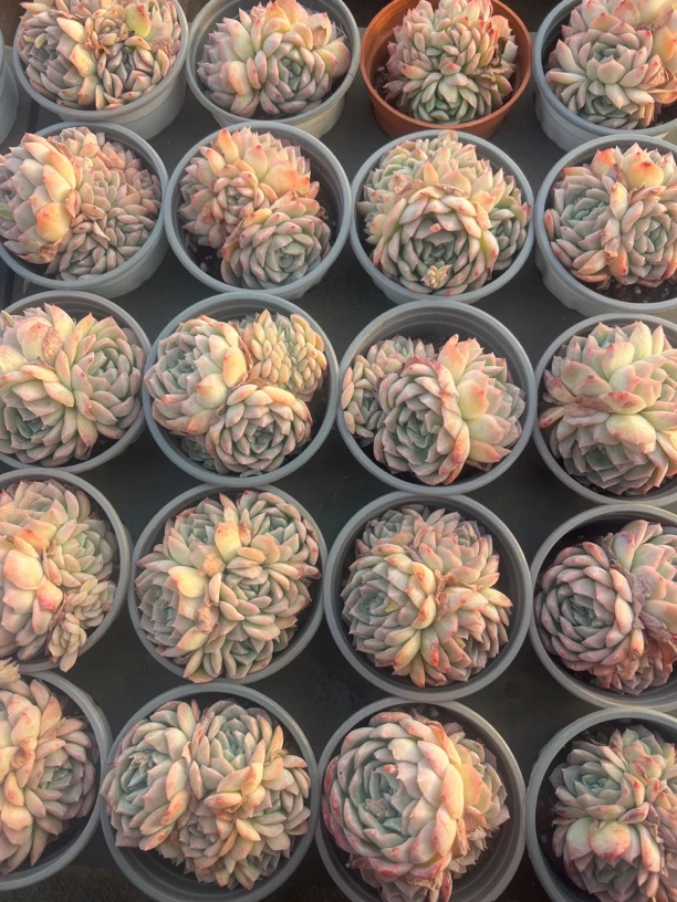 沙沙女王多肉植物8-9公分