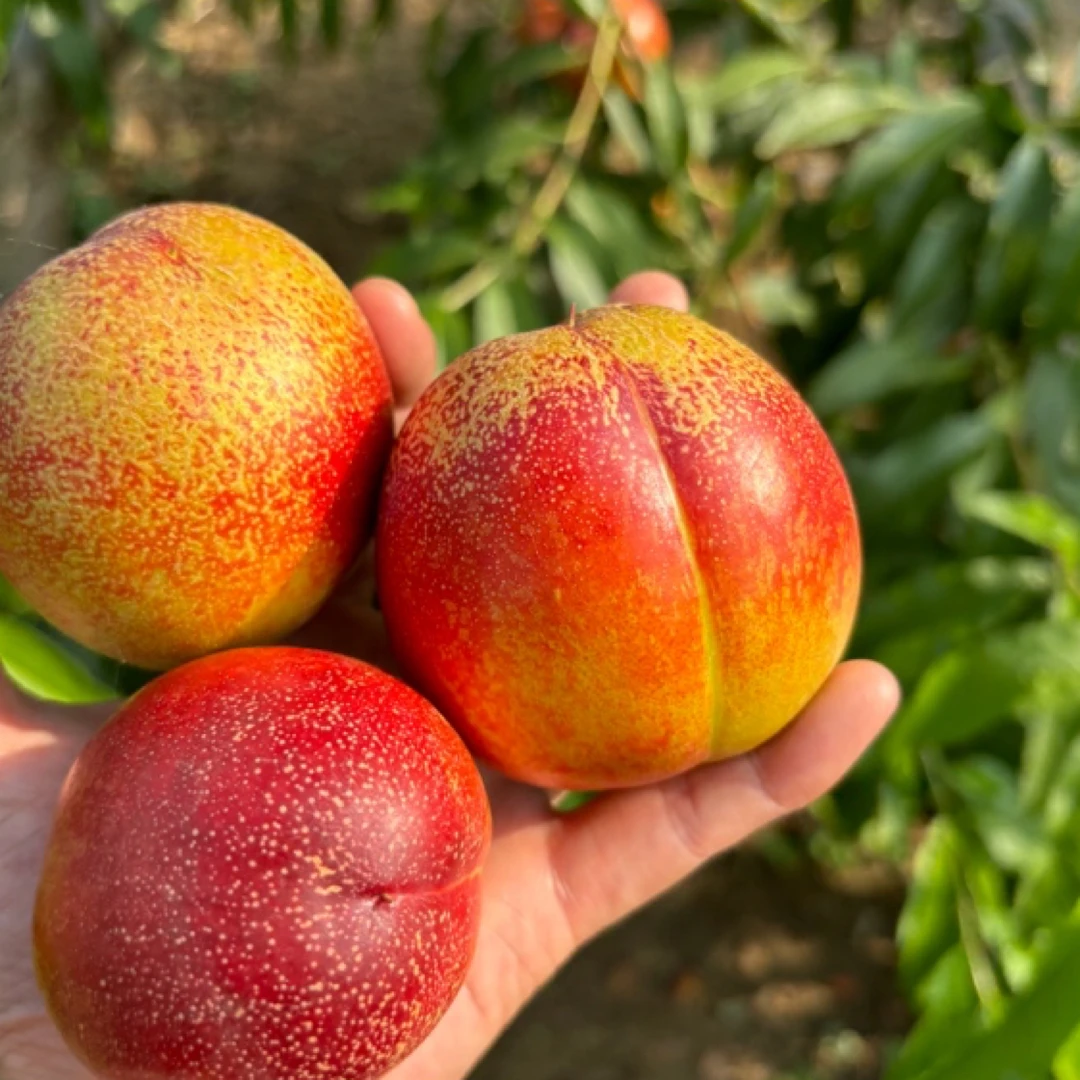 现摘现发头茬黄心麻点油桃包邮露天脆甜油桃新鲜