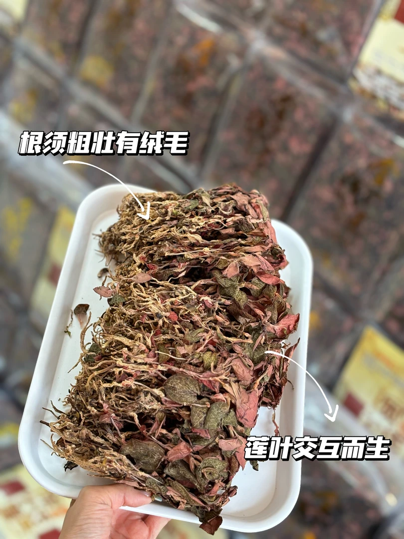 福建红霞金线连干货整株煲汤煮水