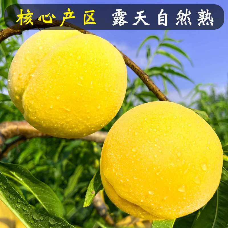 山东蒙阴黄毛桃4.5-5斤单果150g+坏果包赔甘甜多汁新鲜桃子