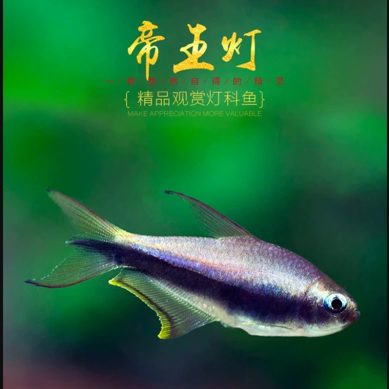 帝王灯鱼黑彩虹巴氏丝尾脂鲤三叉尾鱼热带观赏鱼淡水