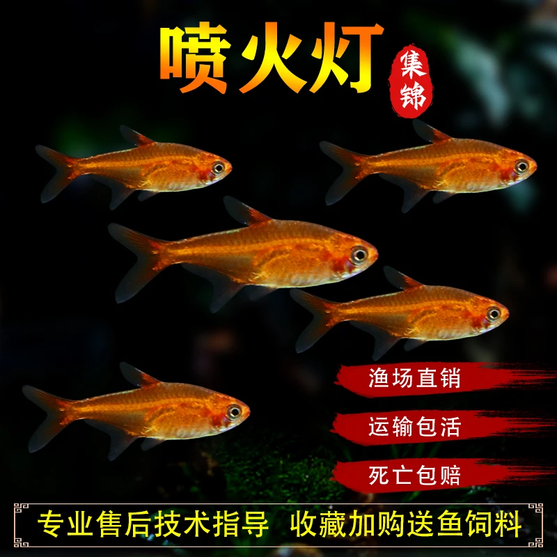 喷火灯鱼火焰灯鱼橘帆梦幻旗鱼淡水草缸小型群游灯科热带观赏鱼